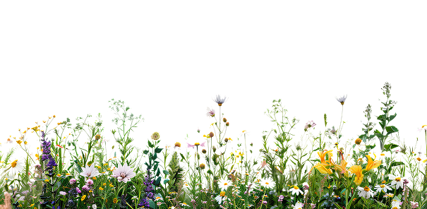 Peatland, Wildflower Meadows and Landscaping
